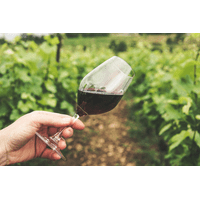 Private Wine Tour: Visit Stellenbosch, Franschhoek & Paarl